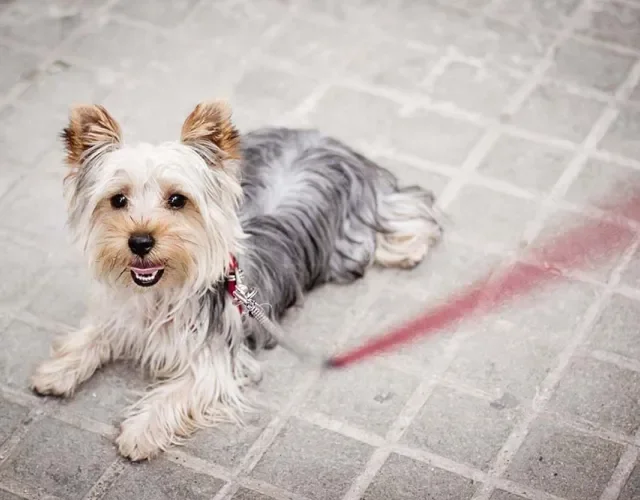 O Yorkshire Terrier late bastante, mas é uma ótima companhia
