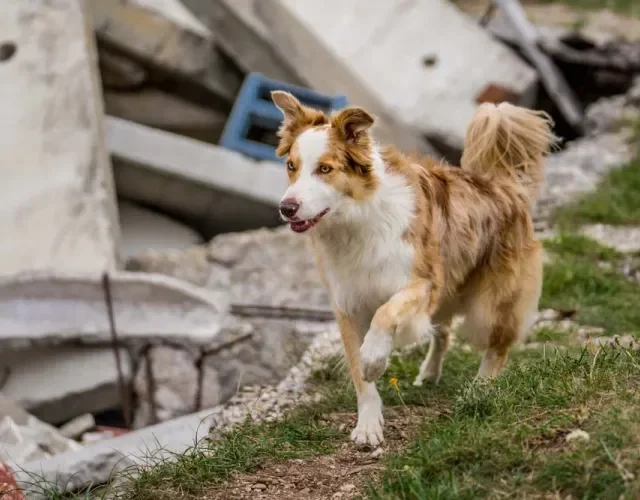 Border Collie: cores raras podem ser encontradas a partir do gene merle