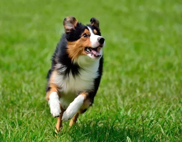 Border Collie preto e marrom é uma das colorações tricolores mais famosas. A típica faixa branca sempre estará presente