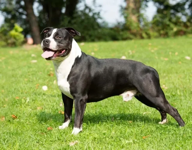 O cachorro American Staffordshire possui a pelagem curta e pode ter cores variadas