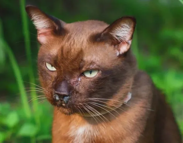 Rinotraqueíte felina: espirros frequentes e secreção nasal são os sintomas mais comuns da doença.