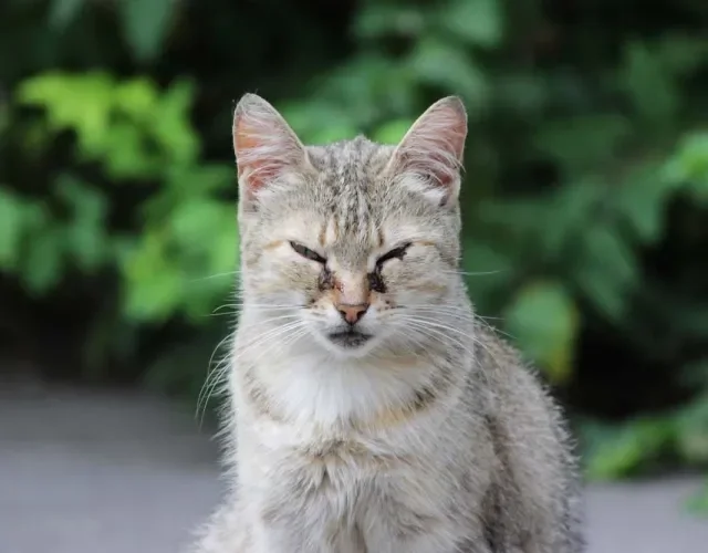 A gripe em gatos também pode vir acompanhada de sintomas oculares. O ideal é limpar os olhos do gatinho com soro fisiológico durante o tratamento!