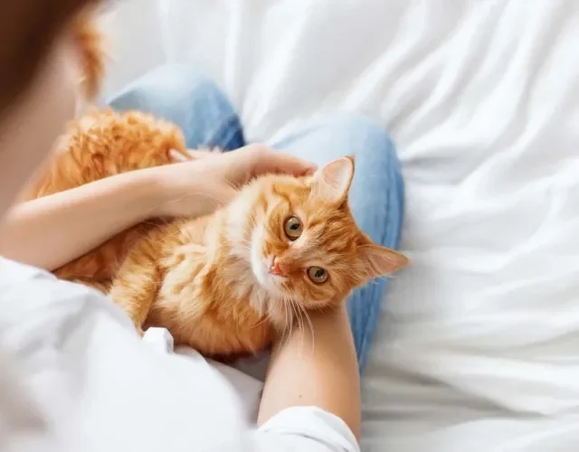 Rinotraqueíte felina: tratamento costuma ser muito simples quando a doença é descoberta na fase inicial. Sempre observe o seu gatinho, qualquer coisa fora do comum vale uma visita ao veterinário!