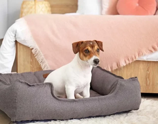Cachorro: cama estilo ninho faz o maior sucesso entre os doguinhos