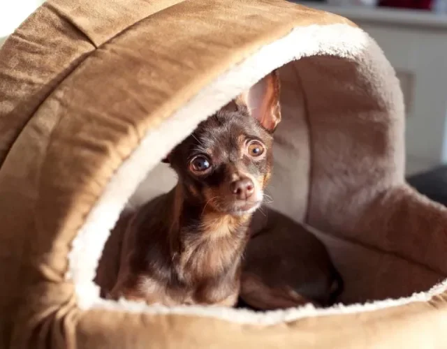 Cachorro: cama do tipo toca (ou iglu) é bem aconchegante e acolheadora