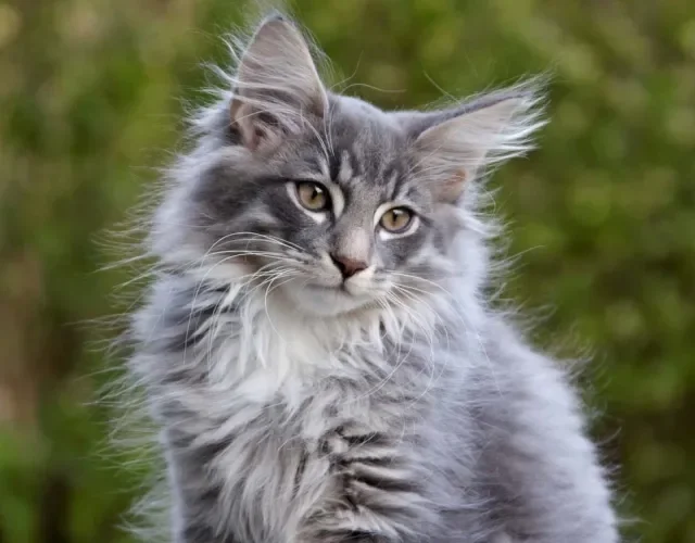 O gato Norueguês tem uma pelagem abundante que chama a atenção