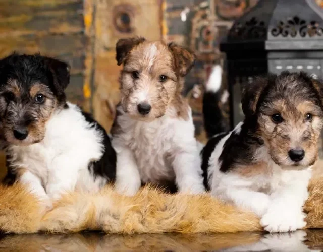 O Fox Terrier filhote conquista o coração de qualquer um