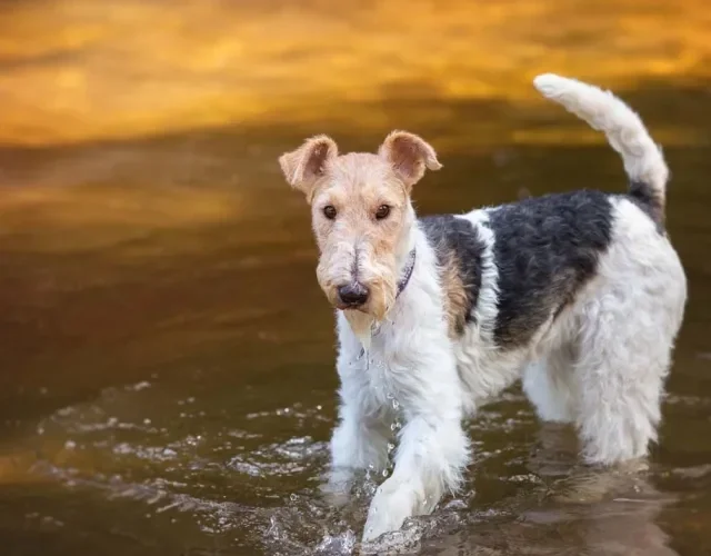 A raça Fox Terrier é cheia de energia e disposição