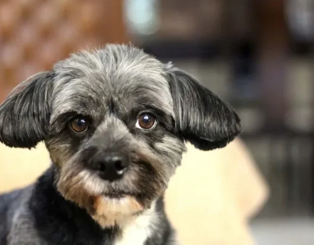 Lhasa Apso filhote cinza é um charme
