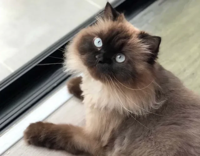 A raça Himalaia também está na lista de gatos braquicefálicos