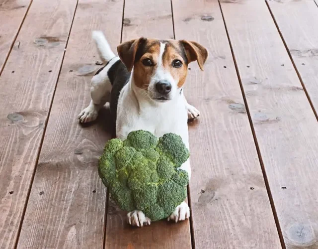 Existem verduras e legumes que cachorro pode comer, basta ter moderação