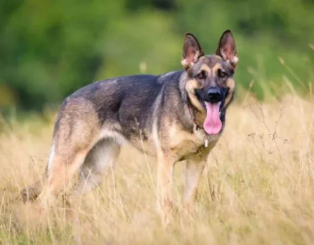 Raças de cachorro grande: o Pastor Alemão tem orelhas pontiagudas