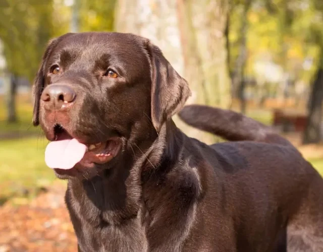 O Labrador Chocolate é a coloração que indica maior propensão a problemas de saúde