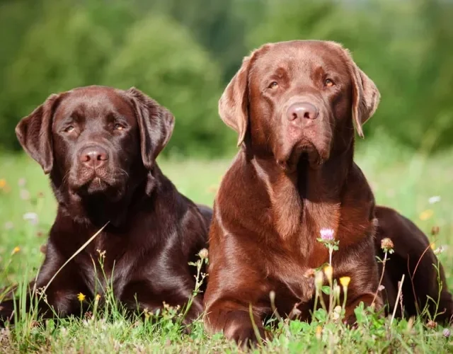 O Labrador Marrom pode ter variações mais claras ou mais escuras