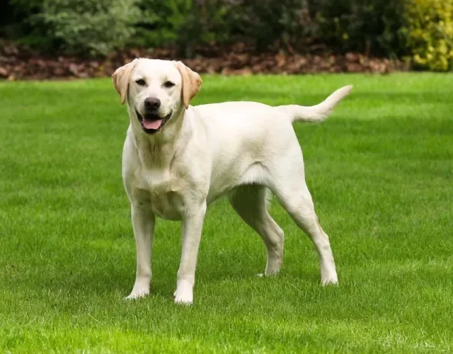 O Labrador Bege tem a cor de pelagem bem próxima do branco