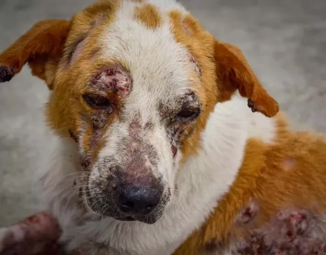 Fotos de cachorro com sarna demodécica mostram que a região da face é uma das mais afetadas