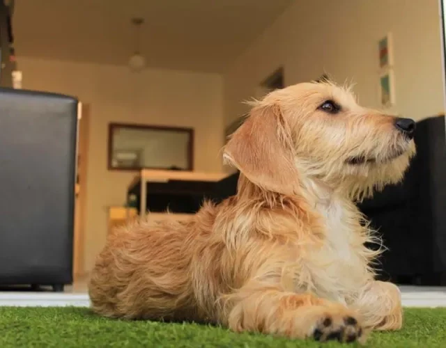 Vira-lata peludo: a Paçoca é bem peludinha e muito fofa