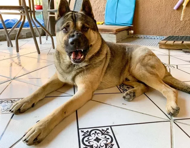 Tem cachorro vira-lata de todo tipo e de todos os tamanhos, como o Leão