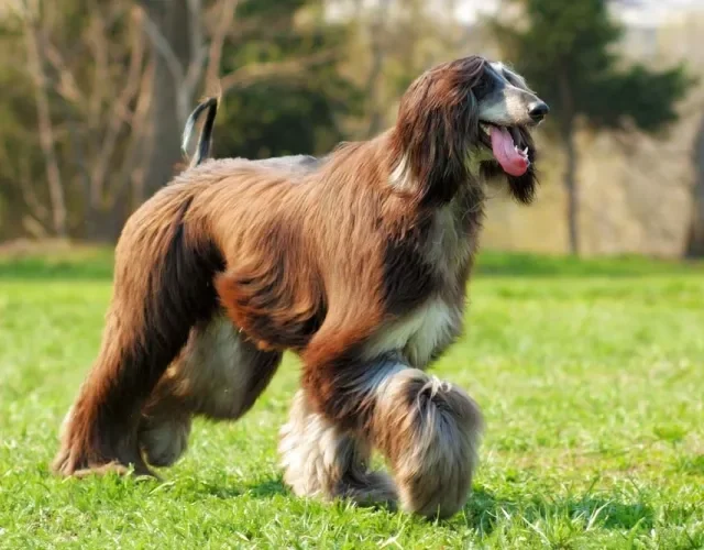 O cachorro Afghan Hound com pelos avermelhados também é um charme