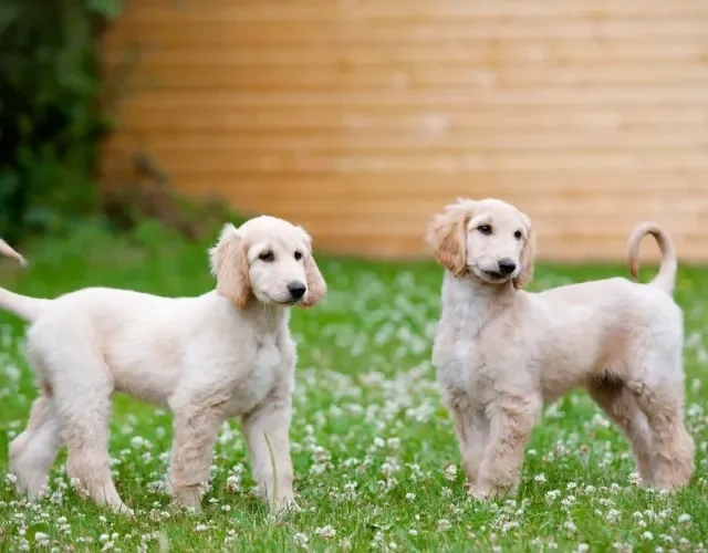 O Afghan Hound filhote demanda várias responsabilidades