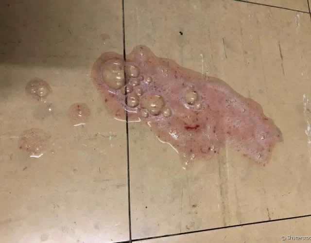 O cachorro vomitando sangue é super preocupante e precisa de avaliação profissional