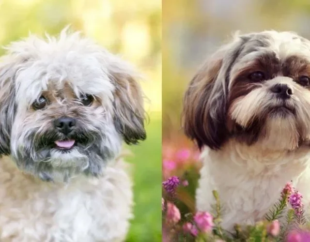 Shih tzu tosado: a tosa bebê (direita) é uma boa opção para os períodos de calor