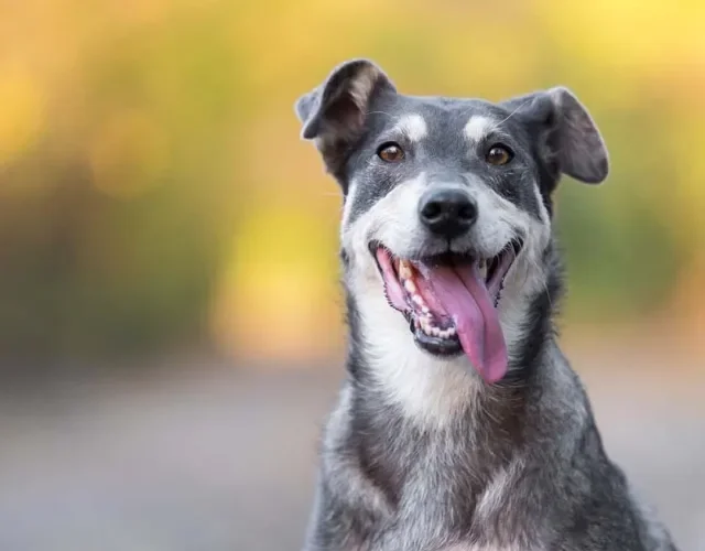 Nas fotos de cachorro Vira-Lata, a língua de fora é uma marca regstrada de alegria