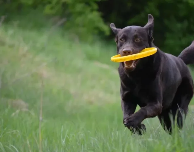 O Labrador ama correr e brincar, então aproveite o passeio para tirar uma bela foto de cachorro