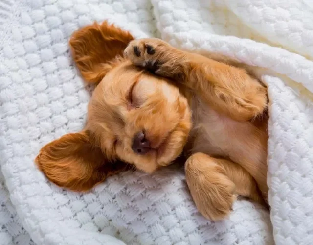 Fotos de cachorros filhotes conseguem ser fofas até quando retratam apenas uma soneca