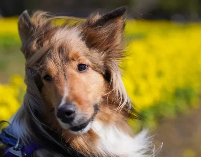 Não tem quem não adore ver uma foto de cachorro peludo com a pelagem ao vento
