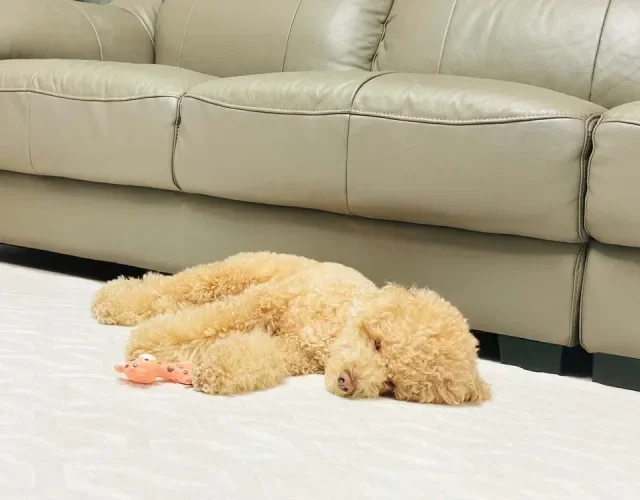 Momento preguiça da raça Poodle também merece um registro fotográfico