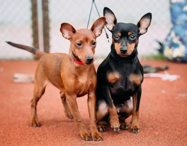 Fotos de cachorro Pinscher: todas as cores da raça se saem bem nas fotografias
