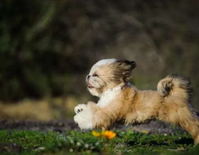 As fotos de cachorro Shih Tzu correndo podem ficar muito boas