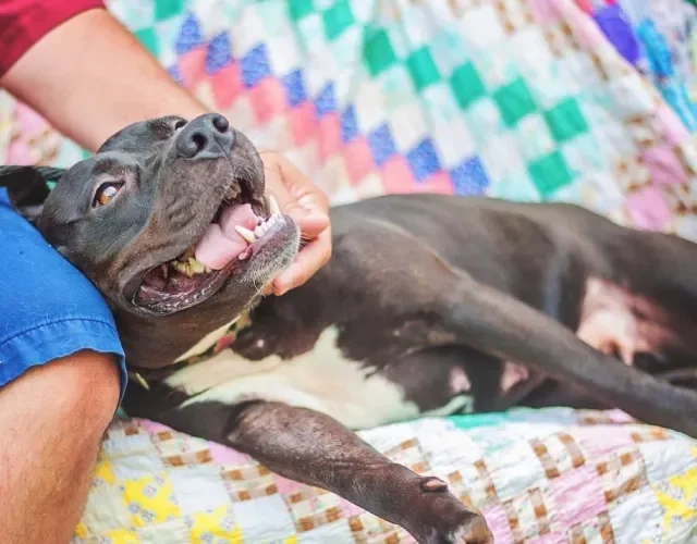 Todo tutor coruja adora tirar foto de cachorro Pitbull recebendo carinho