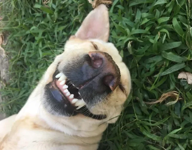 Foto de cachorro engraçado e sorridente faz qualquer um morrer de amores