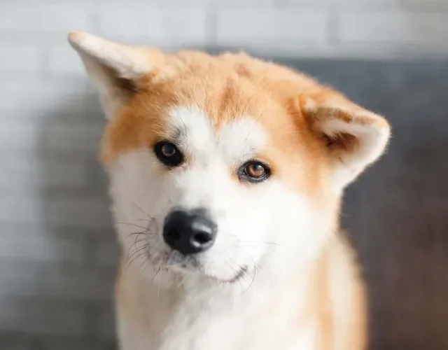 Akita é um cachorro mais independente que demanda cuidado na hora de ser educado Akita é um cachorro mais independente que demanda cuidado na hora de ser educado