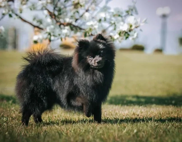 O Spitz Alemão preto é uma das cores mais raras que a raça pode ter