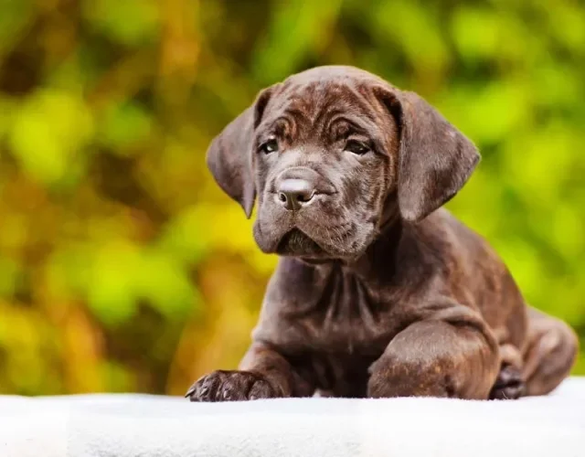 Cane Corso filhote marrom é totalmente apaixonante