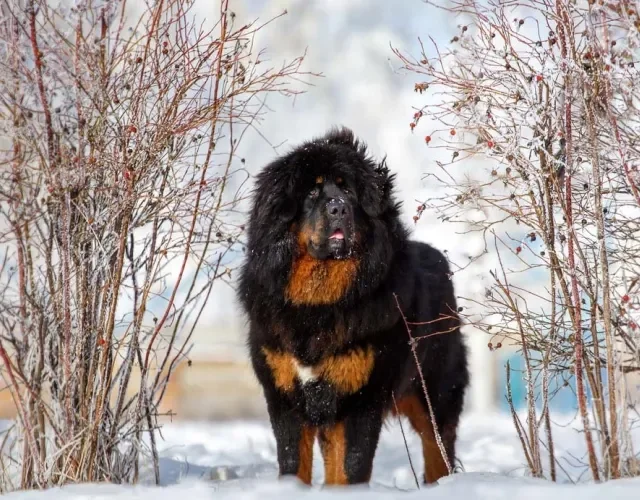 Mastim Tibetano: cachorro é muito amigável e companheiro