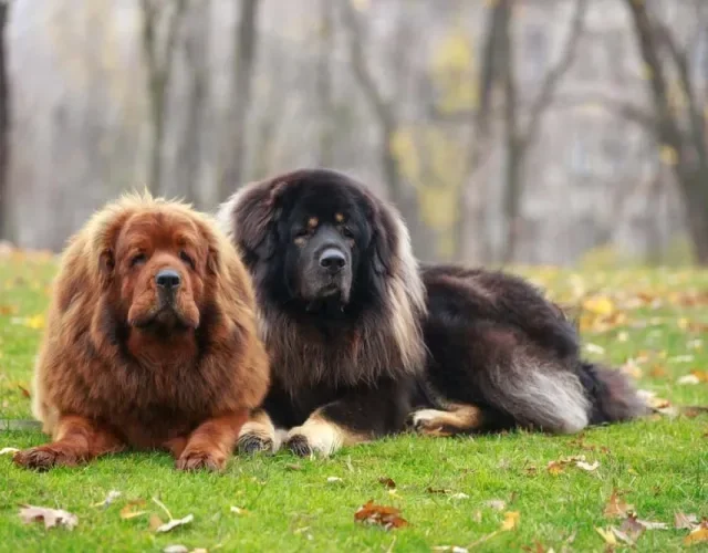 A raça Mastim pode ser de vários tipos, e o cachorro tibetano faz parte desse grupo