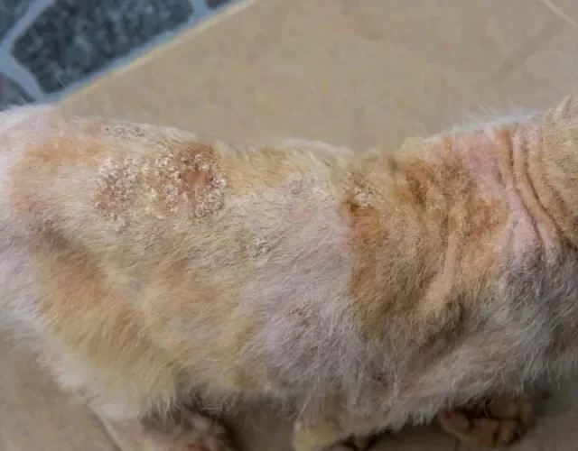 Nem todo pet apresenta sintomas de micose em gatos
