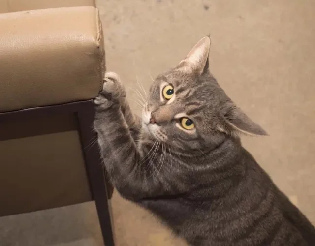 O arranhador de gato para sofá é uma forma de evitar que as garras do pet destruam os móveis da casa
