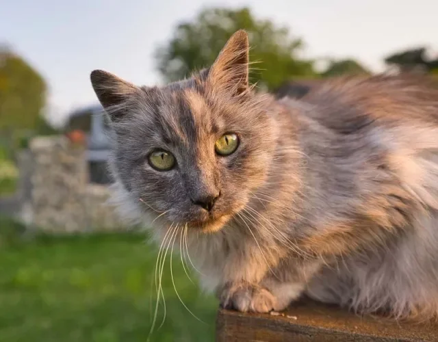 O gato Angorá pode ter uma coloração lilás acinzentada