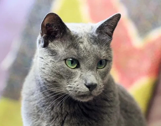 Os traços do gato Azul Russo são marcantes, garantindo uma aparência peculiar