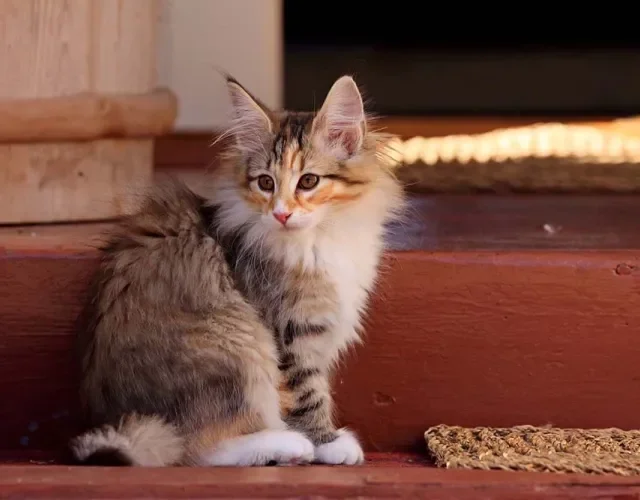 O gato Norueguês demora alguns anos para atingir a maturidade