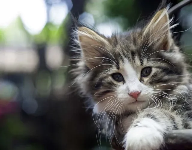 O gato Norueguês da Floresta deve ser socializado quando ainda for um filhotinho