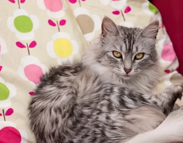 Gato peludo cinza: o Angorá é um amigo incomparável