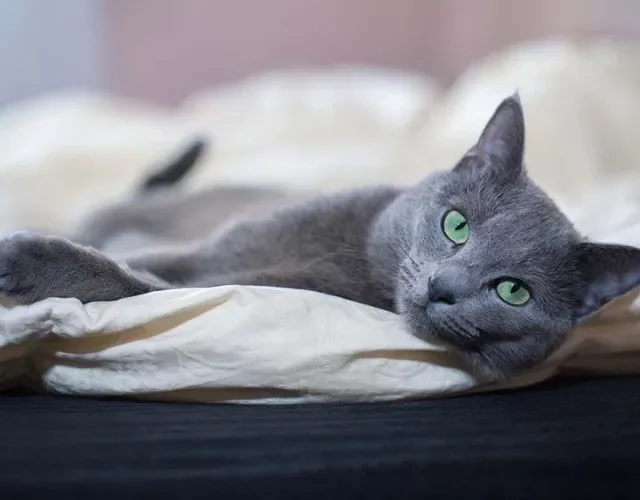 Gato: cor azul da raça azul russo