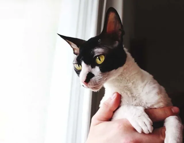 Gato preto e branco sendo segurado pelas mãos 