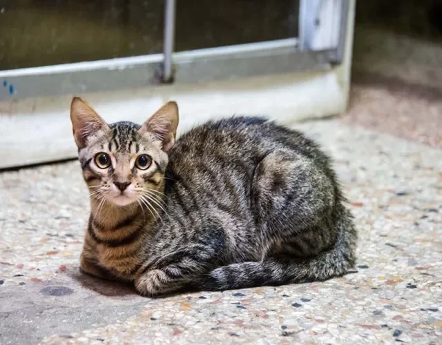 Cores de gato: gato malhado deitado no chão